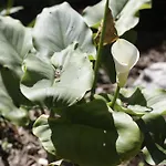 דירה Farm