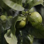 דירה Farm